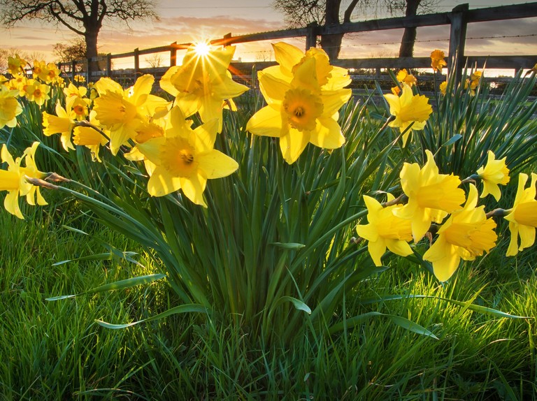 The sun setting on a bunch of daffodils in April.